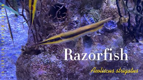 razorfish youtube.